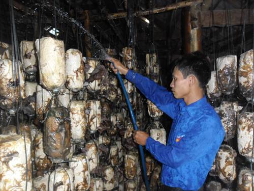 Xưởng nấm của anh Nguyễn Thừa Hòa cho thu lãi 20 triệu đồng/vụ